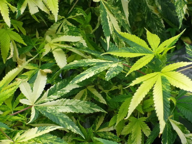 Great Alaskan Bud Company